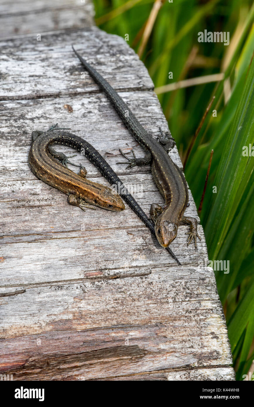Zwei Jungen lebendgebärenden Echsen/Common Lizard (Zootoca vivipara/Lacerta vivipara) Jugendliche auf Log im Sommer Stockfoto