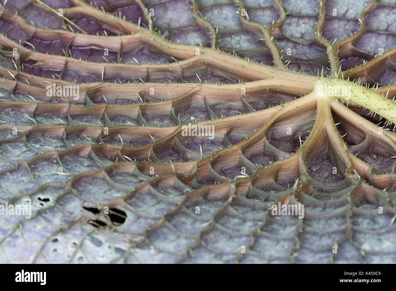 Gigantische Seerose blatt Unterseite Stockfoto