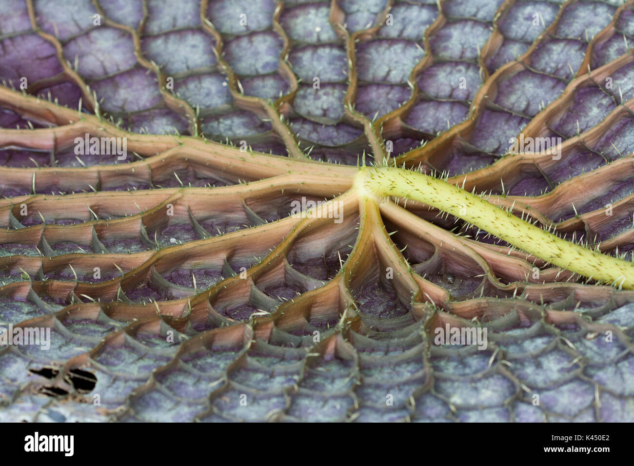 Gigantische Seerose blatt Unterseite Stockfoto