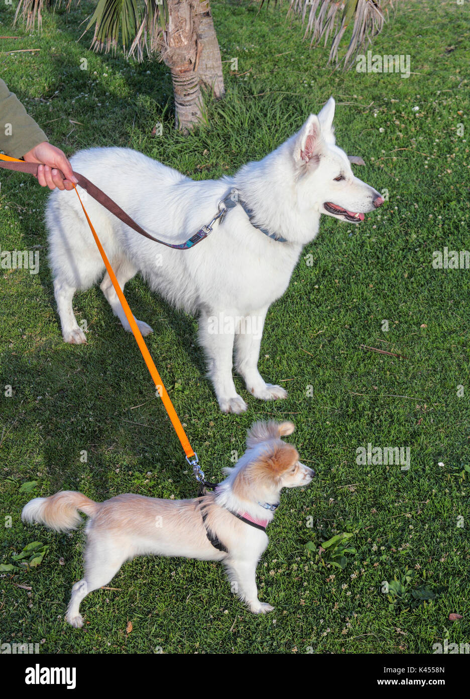 Kleinen und Großen Hund auf dem Spaziergang Stockfoto