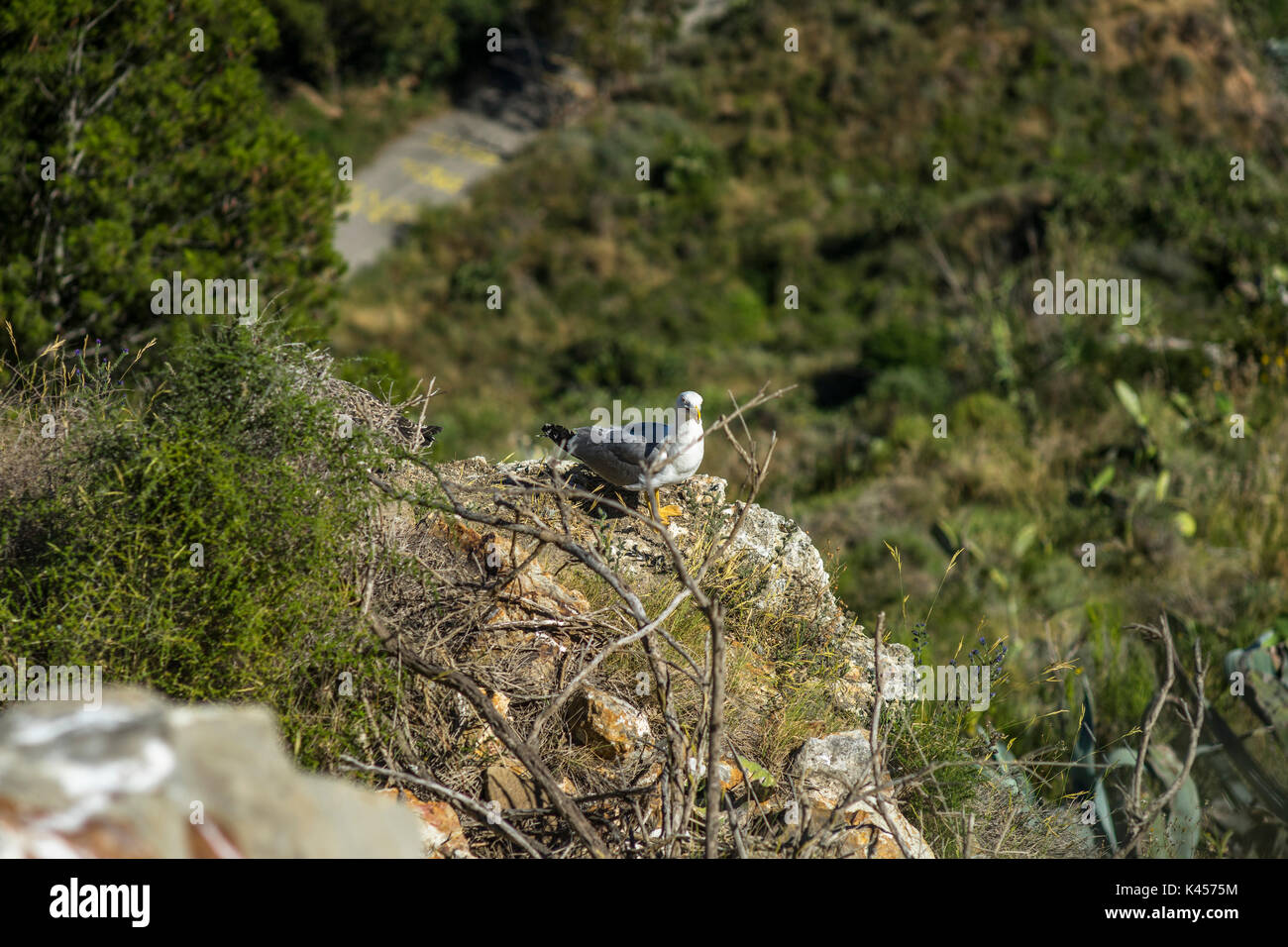 Seagull sitzen auf den Klippen am Meer und auf den Park. Stockfoto