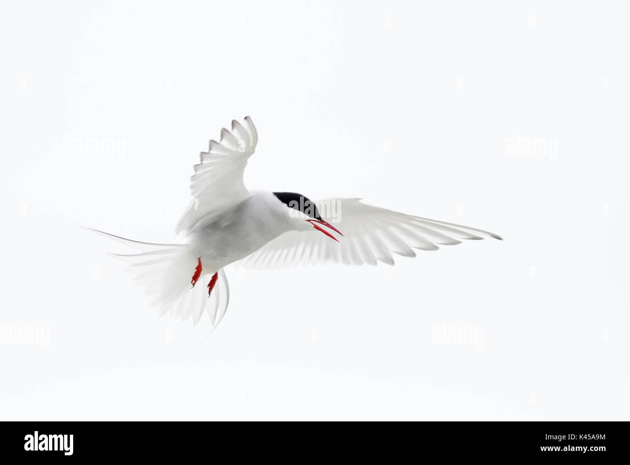 Küstenseeschwalbe, Sterna Paradisaea, Shetlandinseln, Großbritannien Stockfoto