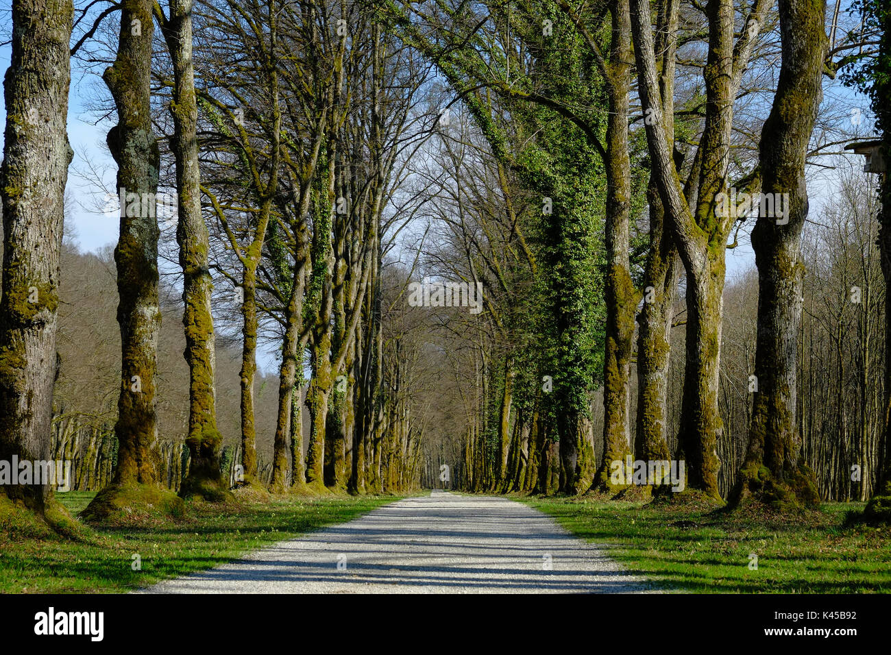 Allee der Bäume verschwindet in der Entfernung Stockfoto