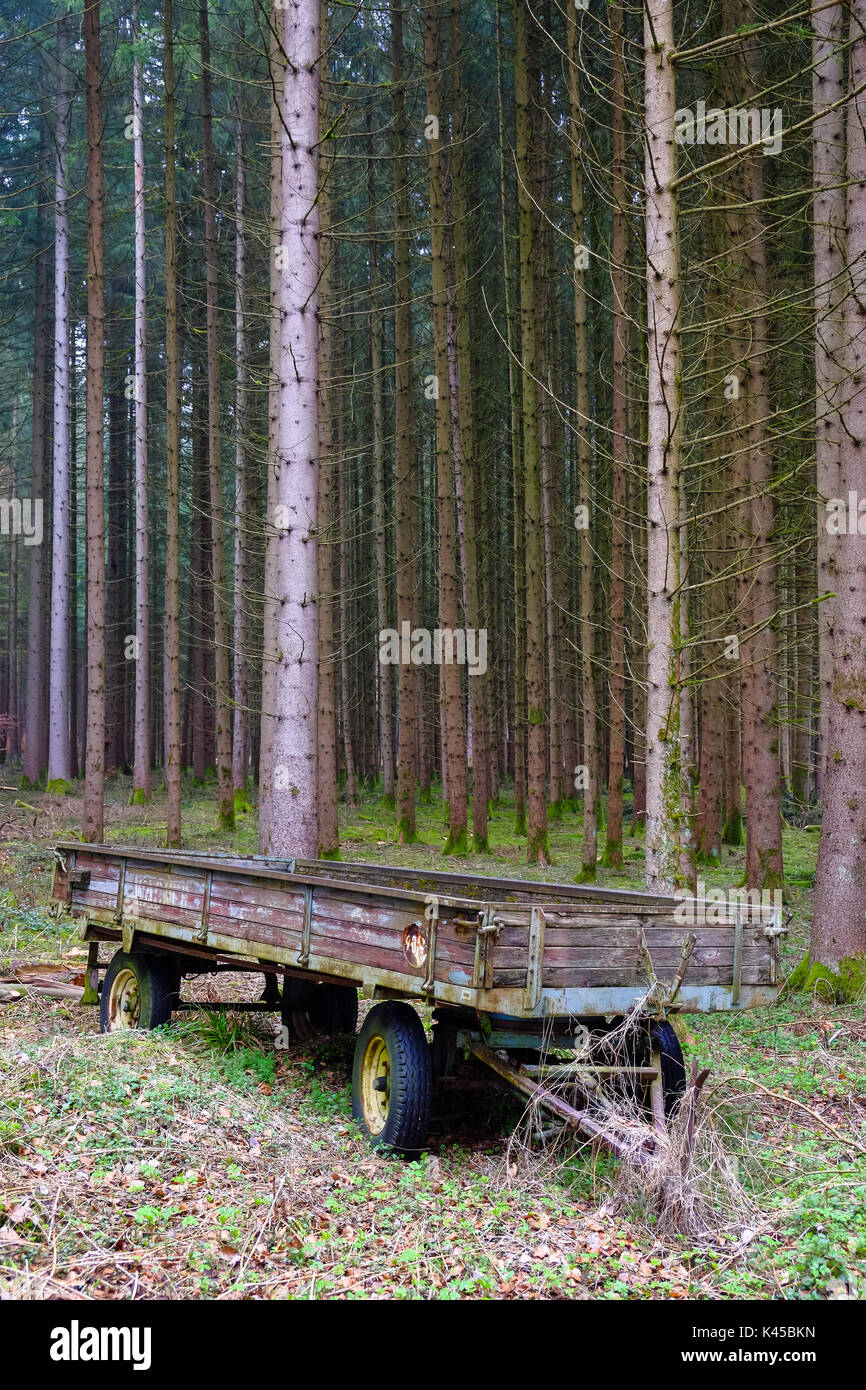 Alte hölzerne Warenkorb in einem dichten Wald verlassen Stockfoto