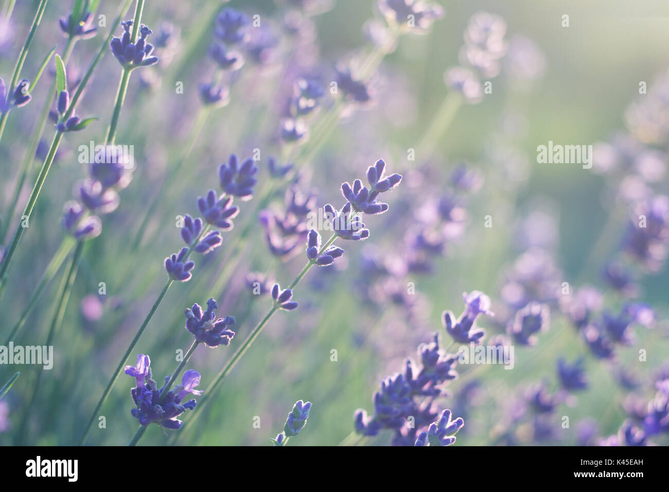 Lavendel in weiches Licht Stockfoto