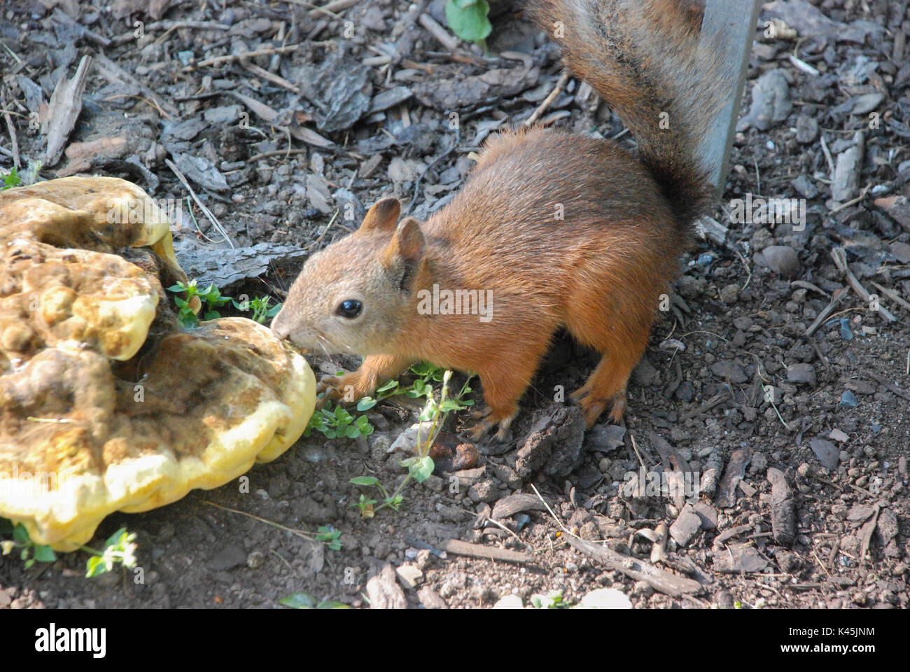 Eichhörnchen (Sciurus vulgaris) knabbert ein großer Fliegenpilz im Botanischen Garten der Universität Helsinki in Helsinki, Finnland Stockfoto