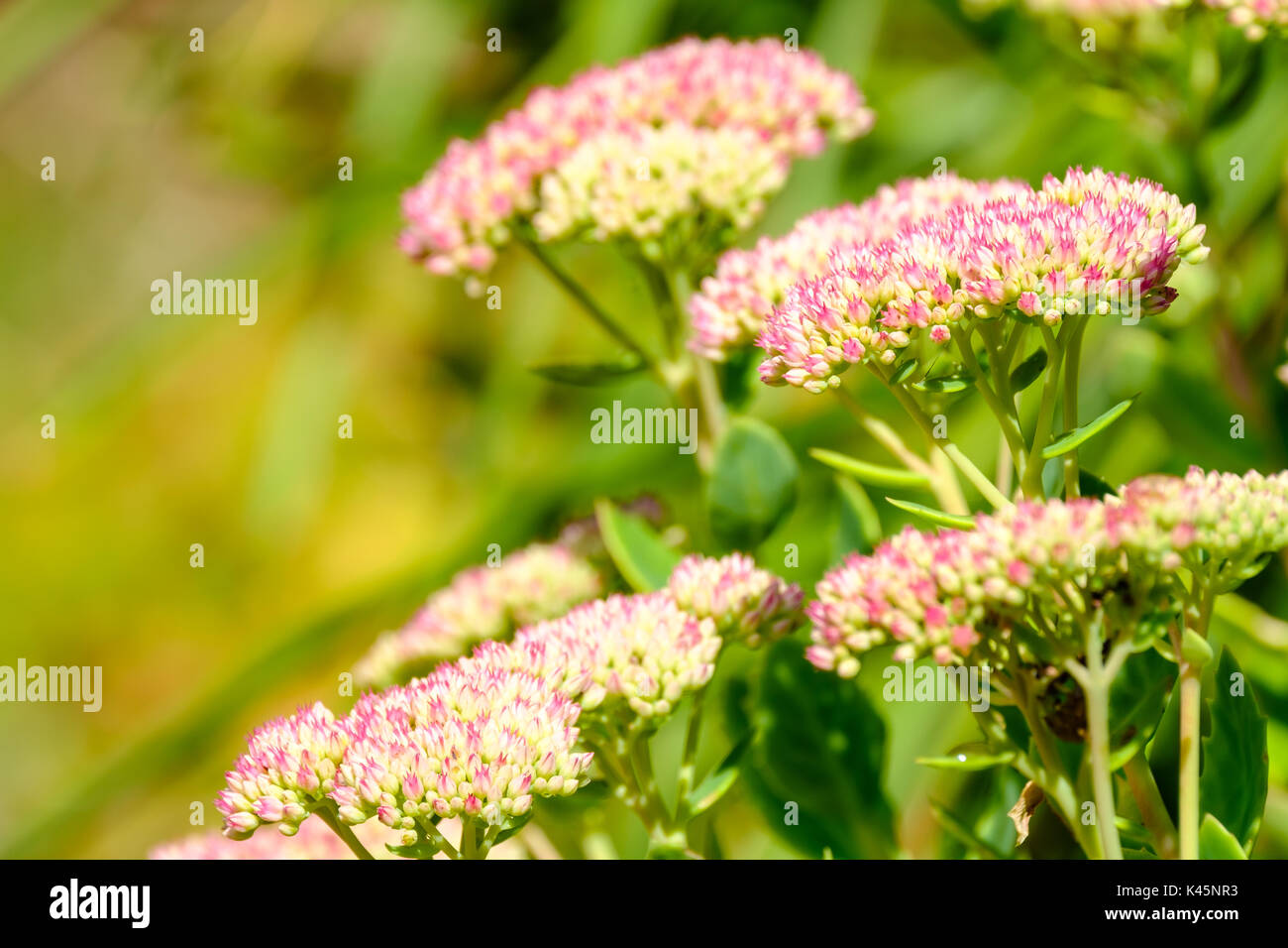 Rosa Fetthenne Sedum Blumen Stockfoto