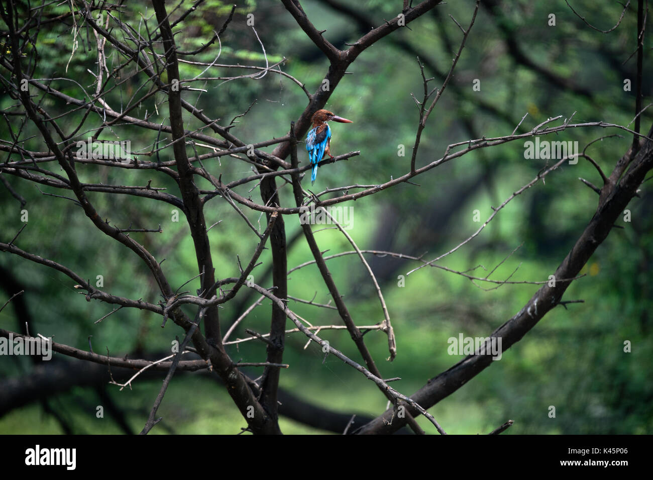Eisvögel versteckt im Wald Baum Stockfoto