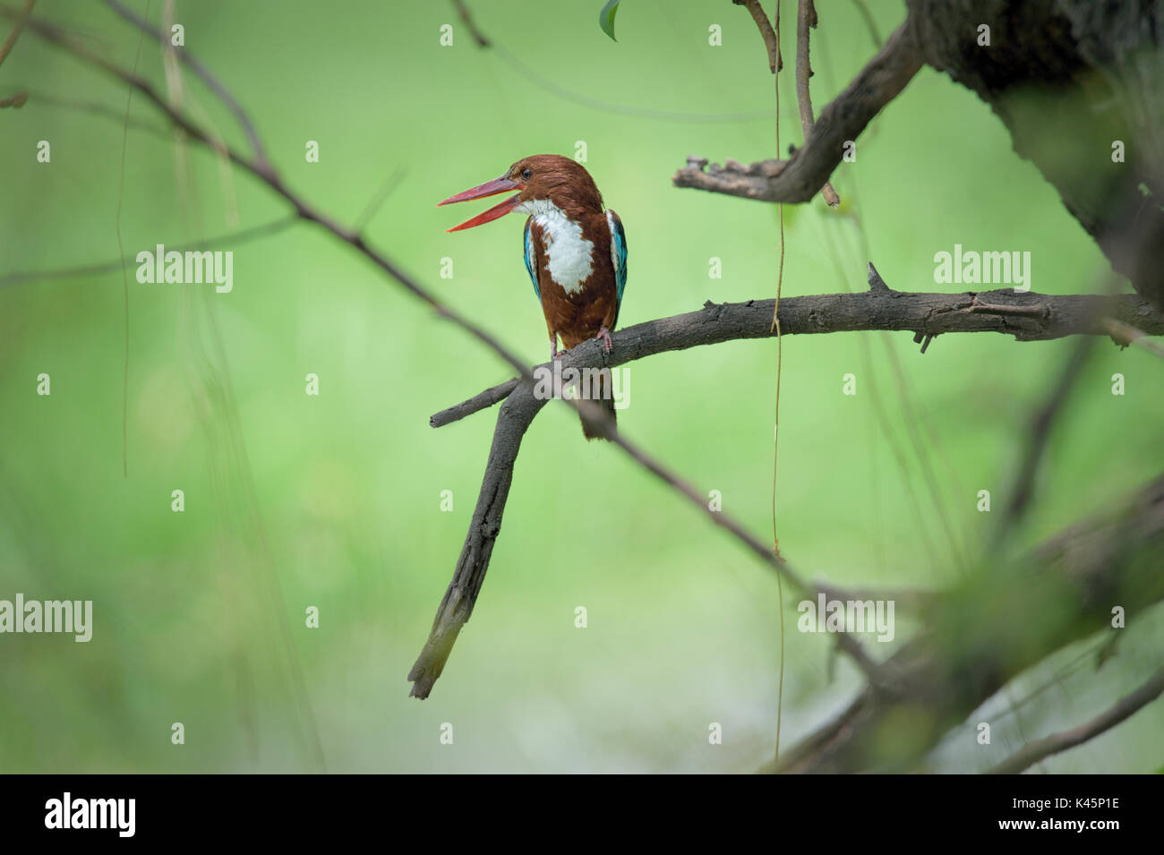 Eisvögel Vogel auf einem Baum links suchen Stockfoto