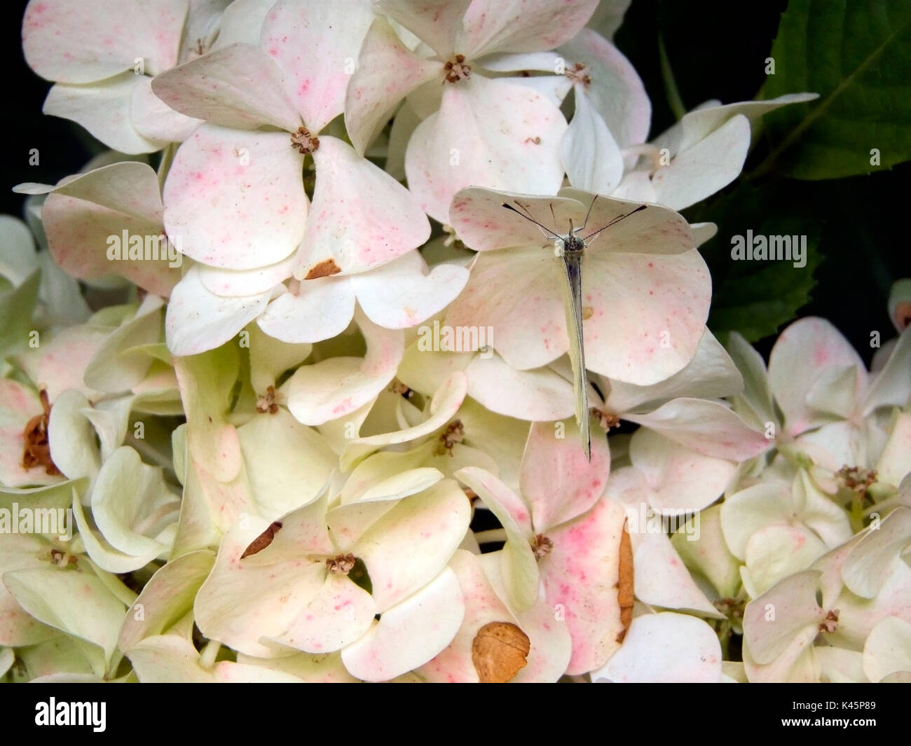 Weiß Schmetterling auf weiße Blumen in der Mimesis. Stockfoto