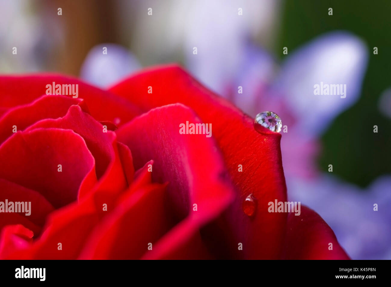 Eine Blume, spiegelt sich in einem Tropfen Wasser auf eine Rosenblüte. Stockfoto