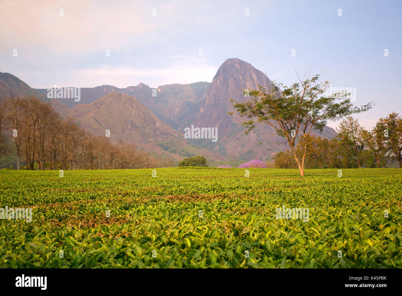 Zentral-Afrika, Malawi, Blantyre Bezirk. Tee-Farmen Stockfoto