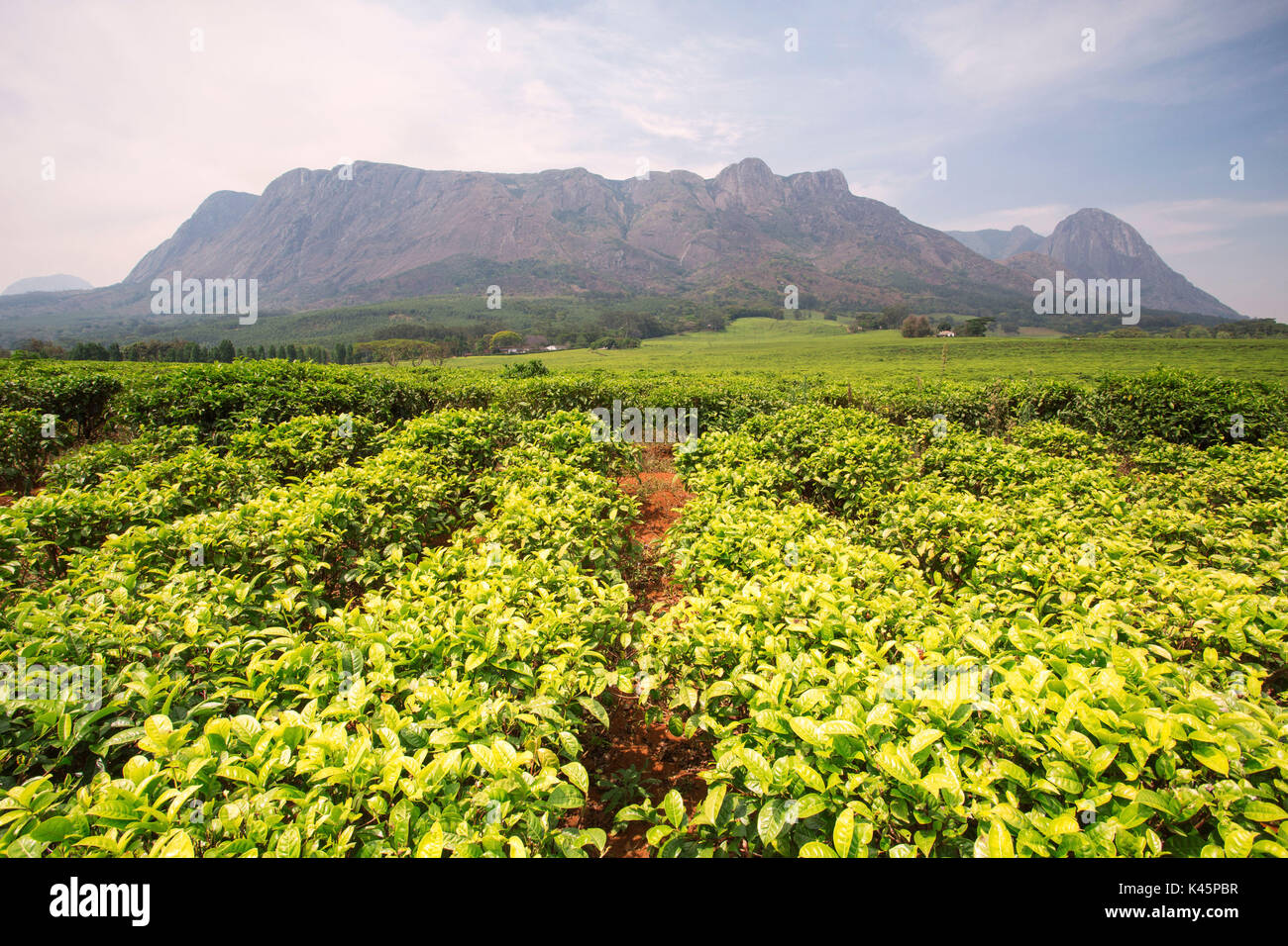Zentral-Afrika, Malawi, Blantyre Bezirk. Tee-Farmen Stockfoto