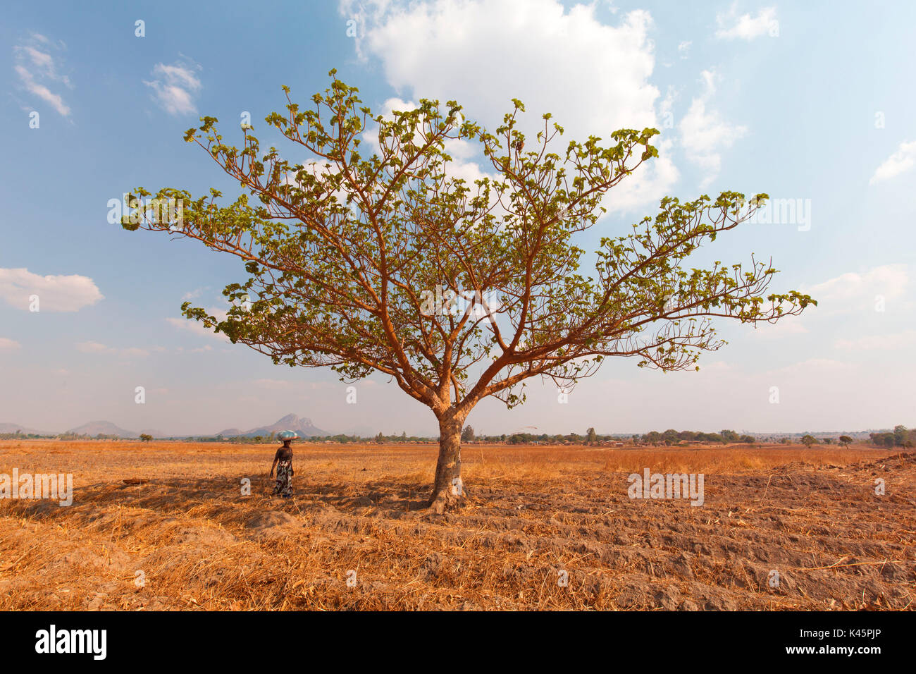 Afrika, Malawi, Lilongwe. Frau mit Last von Korn in die Landschaft Afrikas Stockfoto