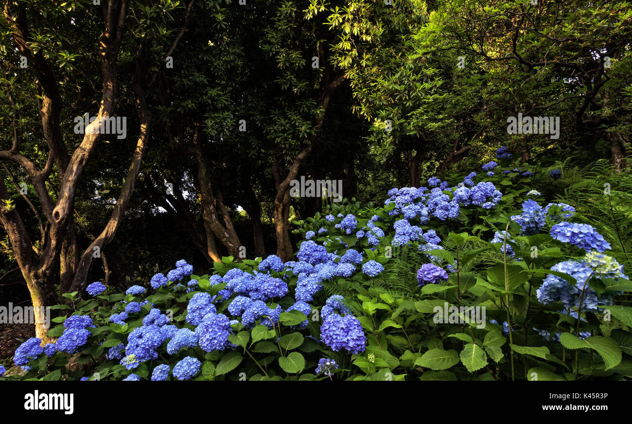 Blühende, Hortensie, Rhododendron arboreum, Villa Carlotta, Botanischer Garten, Tremezzina, Comer See, Lombardei, Italien Stockfoto