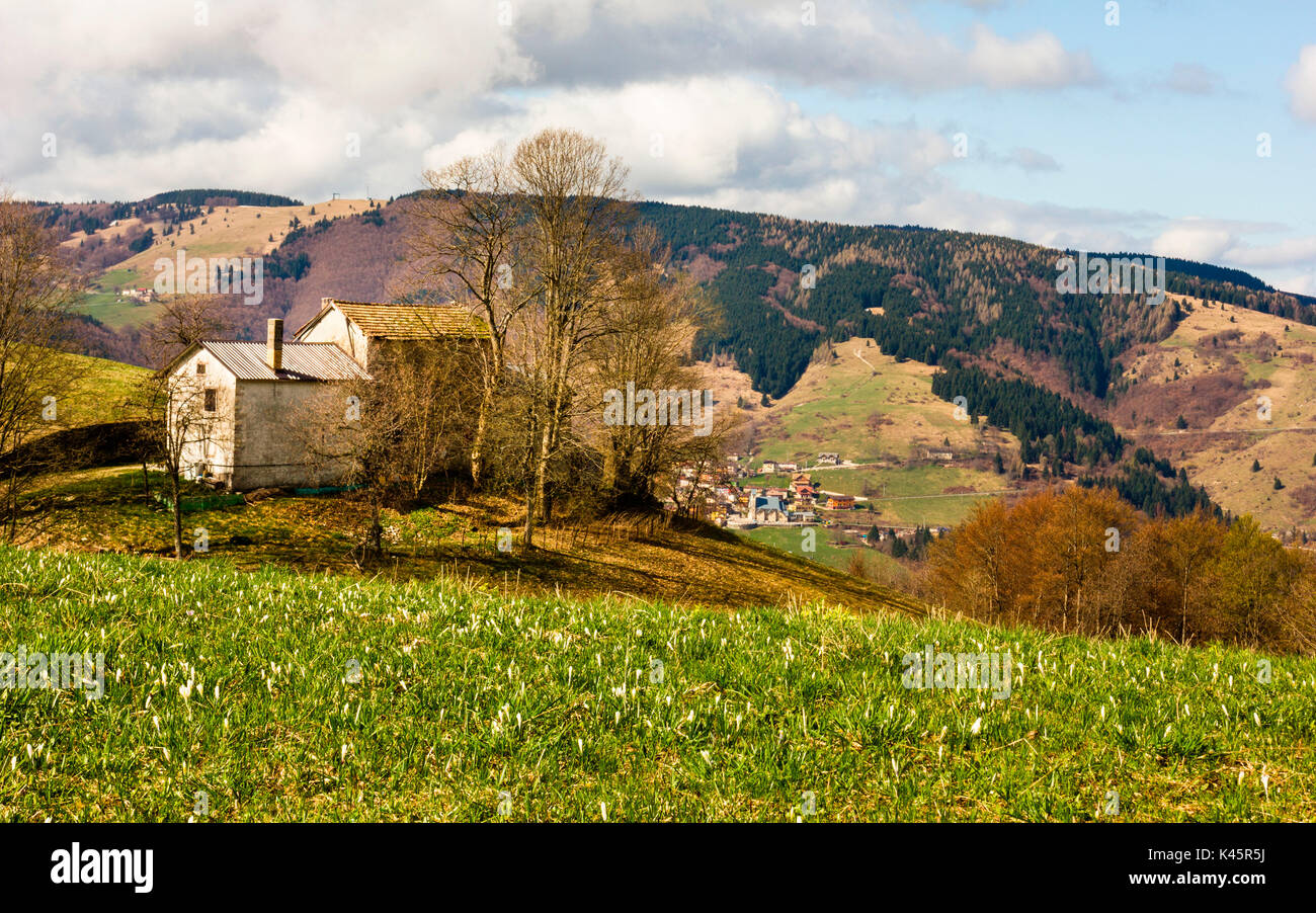 Wohnung, Foza, Hochebene von Asiago in der Provinz Vicenza, Venetien, Italien. Alte Häuser mit krokussen. Stockfoto