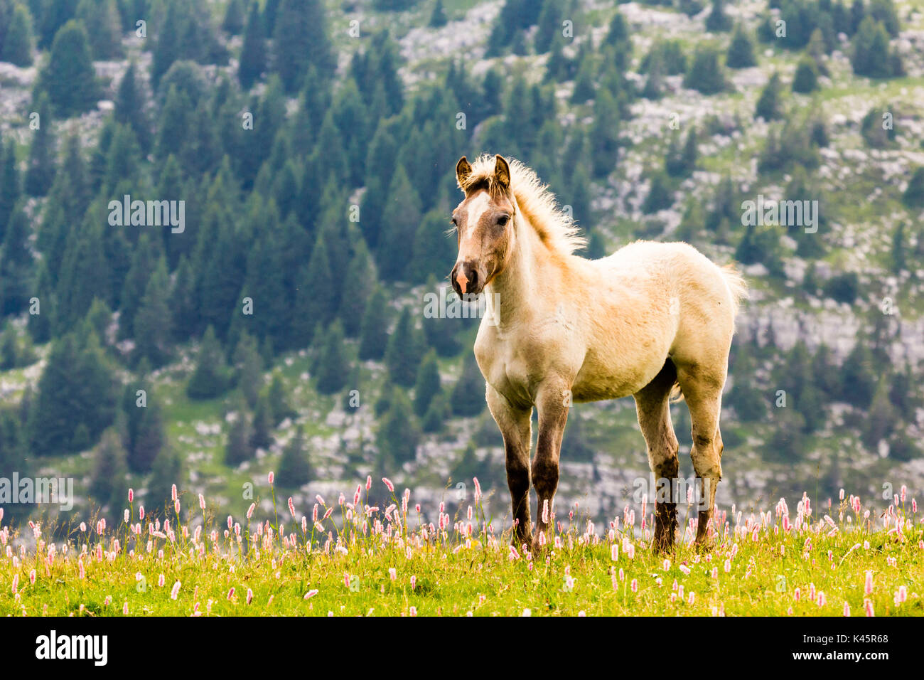 Filly, Hochebene von Asiago in der Provinz Vicenza, Venetien, Italien, junges Pferd in Almwiese. Stockfoto