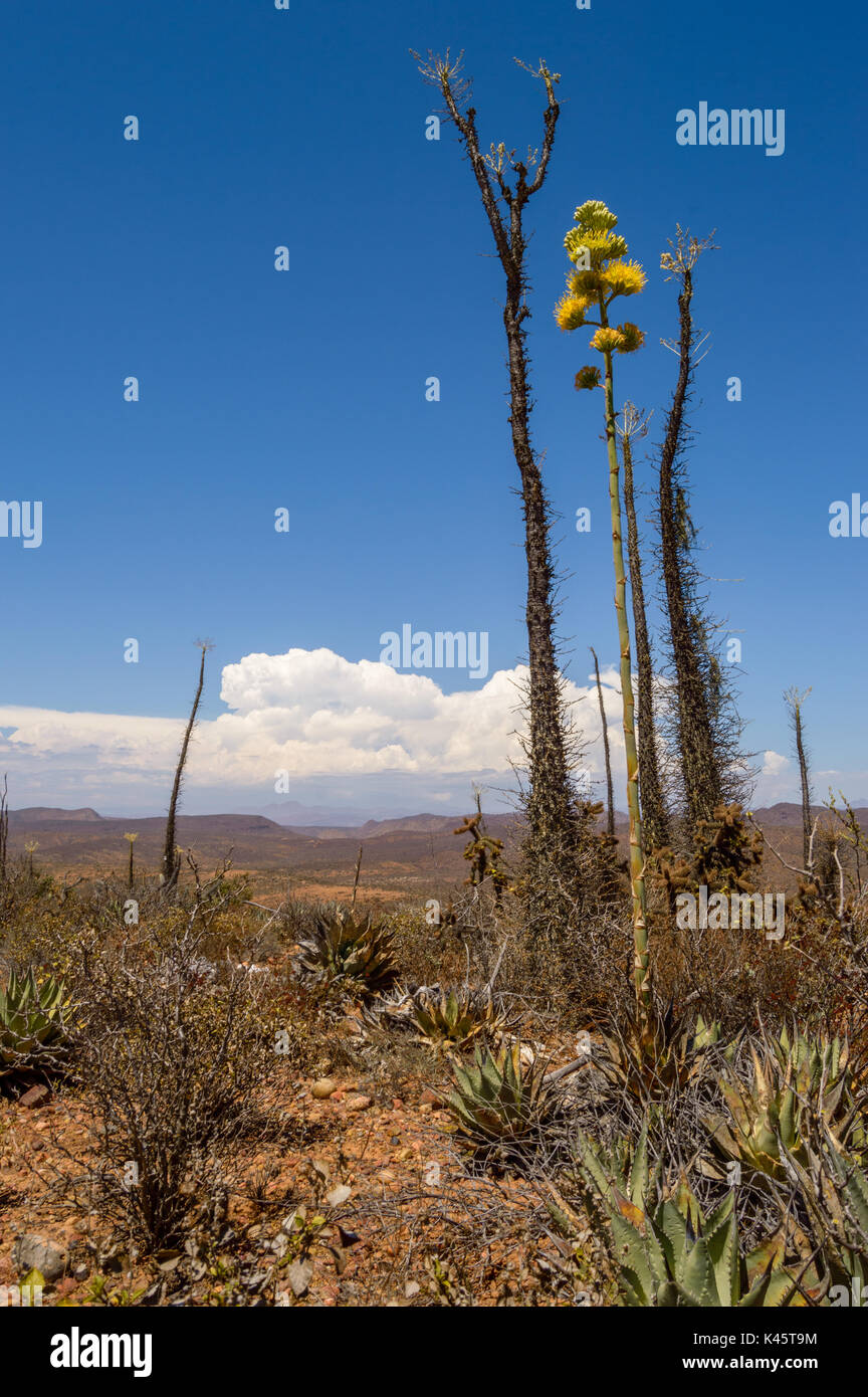 Cirios oder Boojum Bäume sind endemisch in Baja California. Hier abgebildet mit einem blühenden Agave Stockfoto