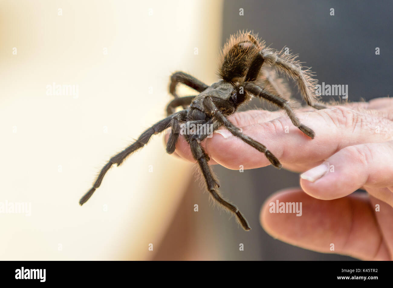 Baja California Tarantula auf einer menschlichen Hand Stockfoto