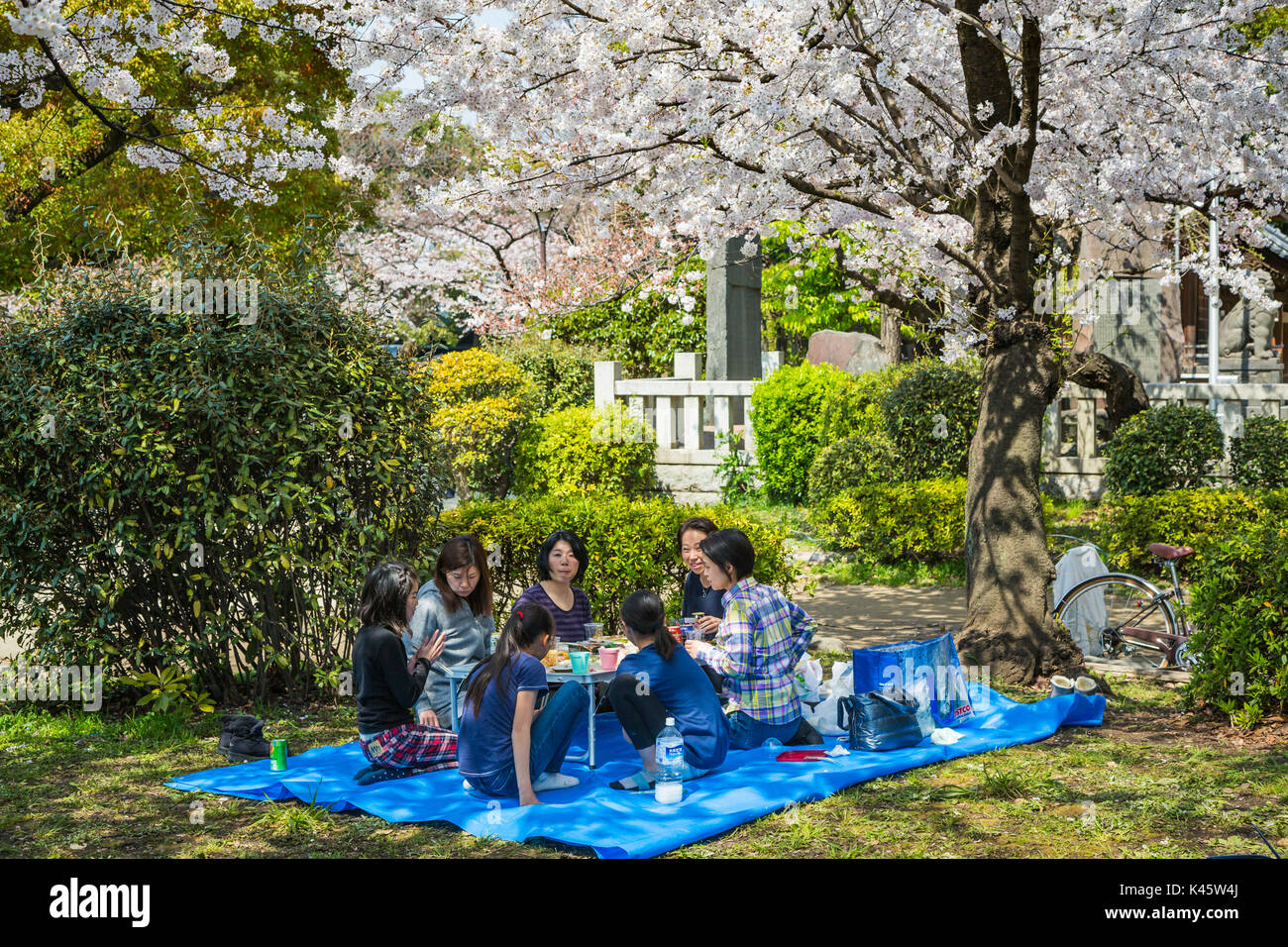 Japaner mit einem Picknick unter Kirschblüten Bäume in Sumida, Asakusa, Tokyo, Japan, Asien. Stockfoto