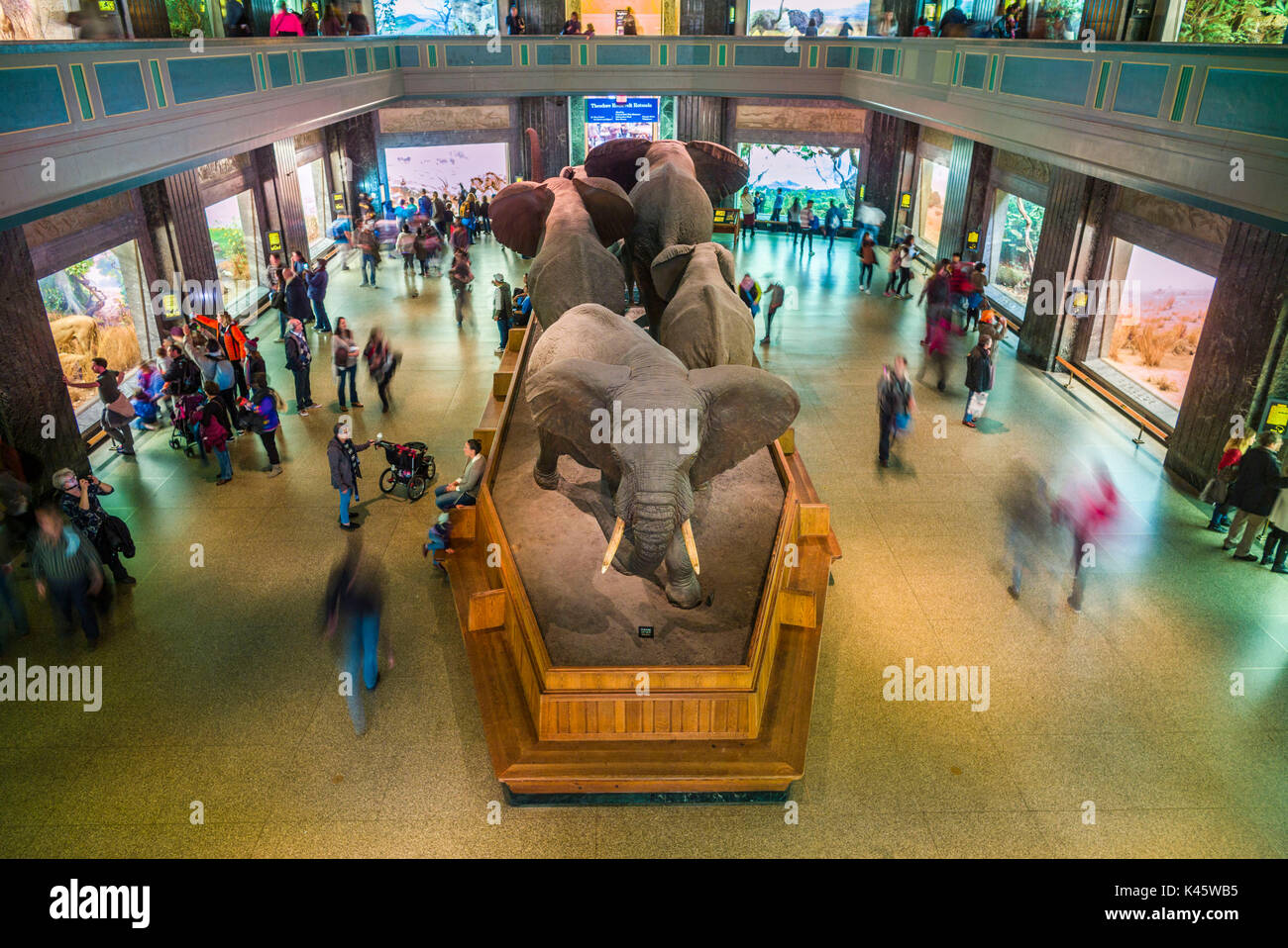 USA, New York, New York City, Upper West Side, Museum der Naturgeschichte, Erhöhte Ansicht der Akeley Hall von Afrika Säugetiere Stockfoto