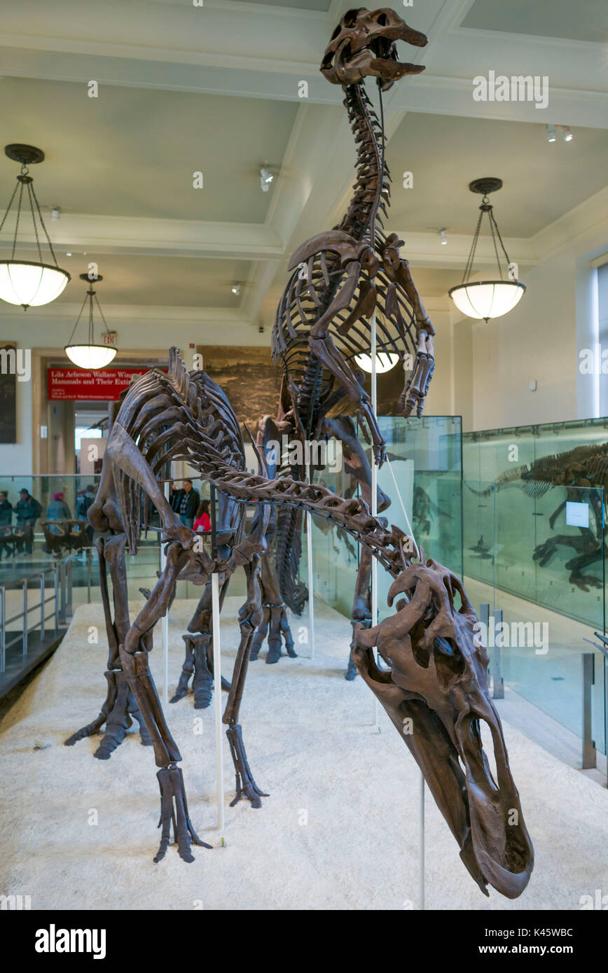 USA, New York, New York City, Upper West Side, Museum der Naturgeschichte, Dinosaurier-ausstellung Stockfoto