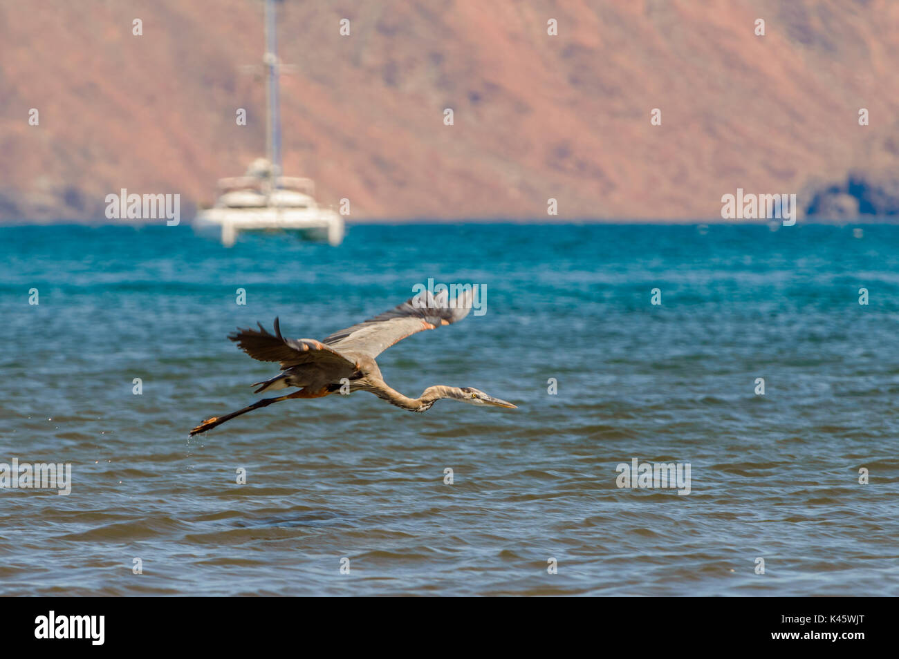 Ein Great Blue Heron nimmt Flug über das Meer von Cortez, Mexiko Stockfoto