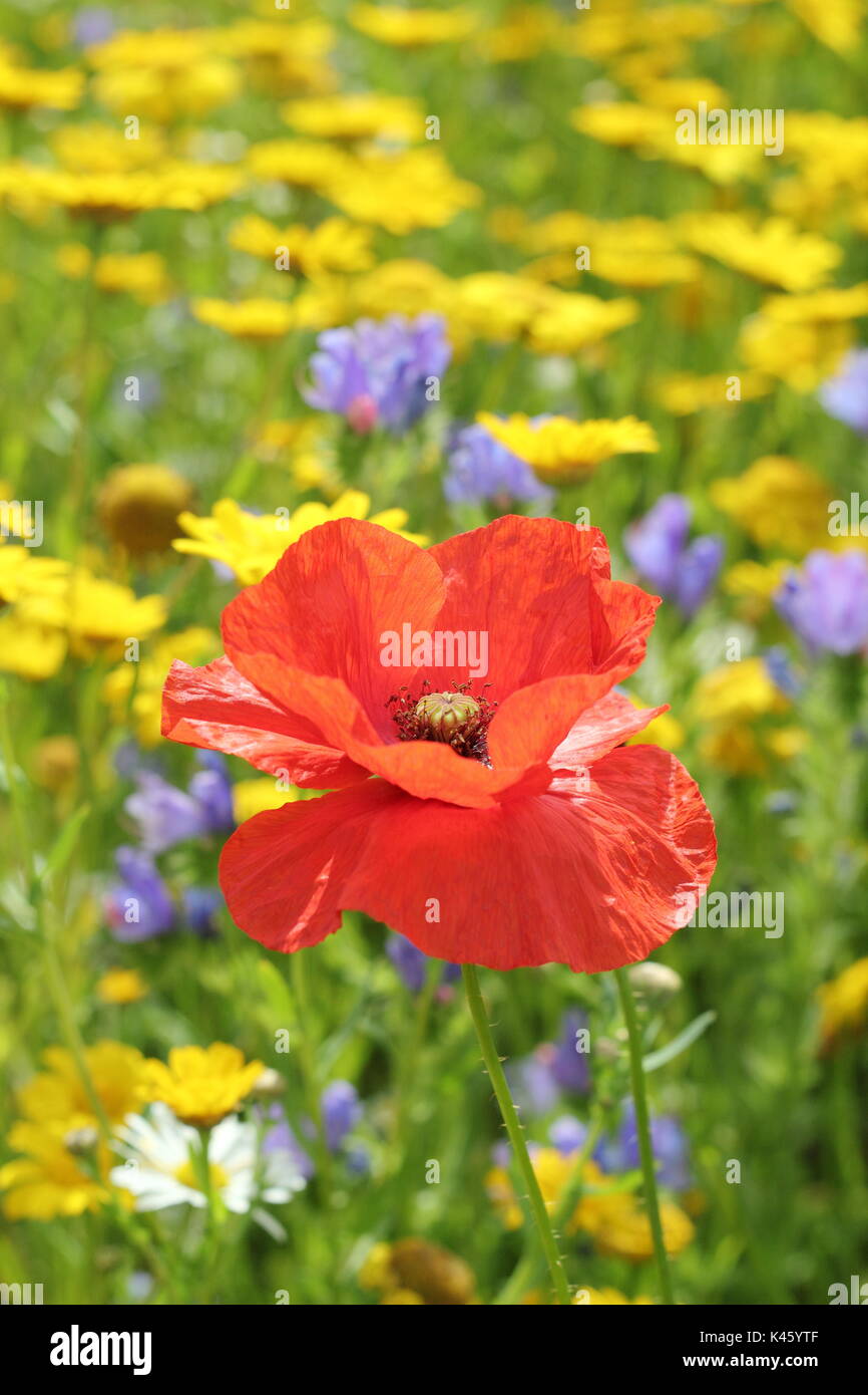 Ein Mohn (Papaver rhoeas) blüht in einem gesät Wiese neben Mais Ringelblumen (Chrysanthemum segetum) und Mais - herzmuscheln (agrostemma inodora), Sommer Stockfoto