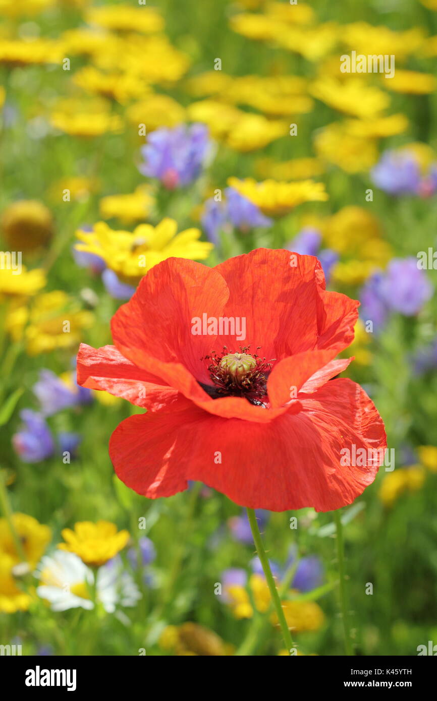 Ein Mohn (Papaver rhoeas) blüht in einem gesät Wiese neben Mais Ringelblumen (Chrysanthemum segetum) und Mais - herzmuscheln (agrostemma inodora), Sommer Stockfoto