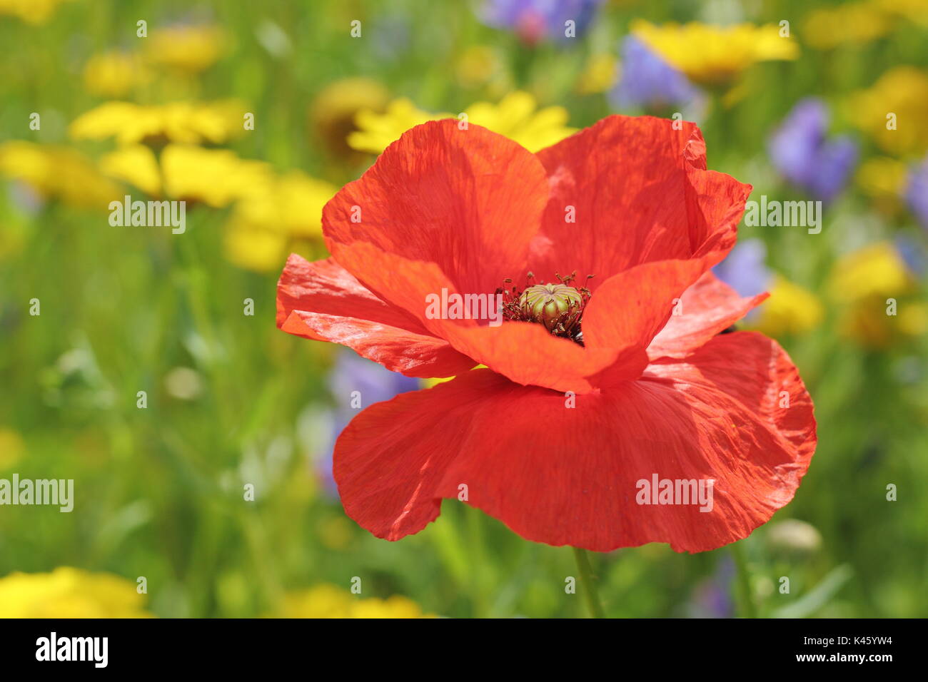 Ein Mohn (Papaver rhoeas) blüht in einem gesät Wiese neben Mais Ringelblumen (Chrysanthemum segetum) und Mais - herzmuscheln (agrostemma inodora), Sommer Stockfoto