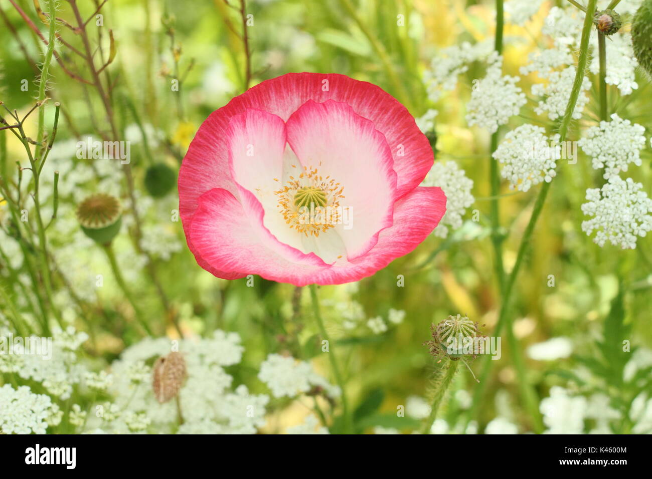 Wahre Shirley Mohn (Papaver rhoeas) blühen in einem Englischen bildliche Wiese neben dem Bischof Blume (Ammi majus im Sommer (Juli), UK Stockfoto