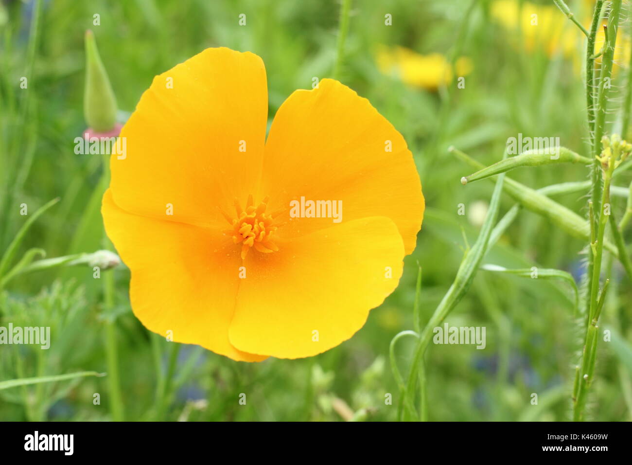 Blühende Kalifornischer Mohn (Eschscholzia californica) und Reifung seedhead in einem englischen Blumenwiese im Sommer (Juli), Sheffield, England, Großbritannien Stockfoto