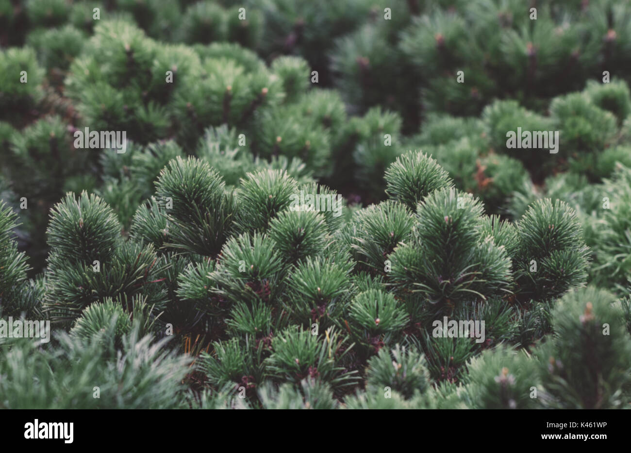 In der Nähe von kleinen Kiefern. Natürliche Hintergrund. Stockfoto