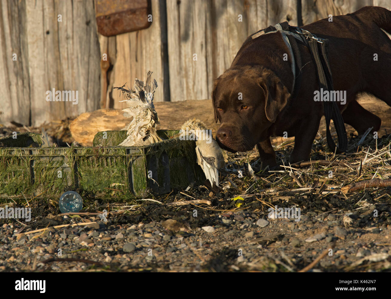 Hund Inspektion eines toten Gannett, Morus bassanus, gewaschen, am Strand in Kunststoffkisten, Lancashire, Großbritannien Stockfoto