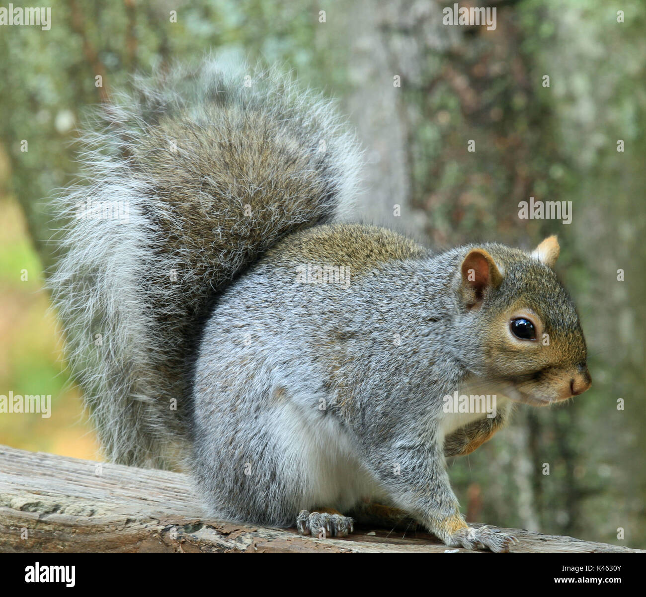 Nahaufnahme einer chubby östlichen Grauhörnchen (sciurus carolinensis) Sitzen auf einem Holzdeck Geländer Stockfoto