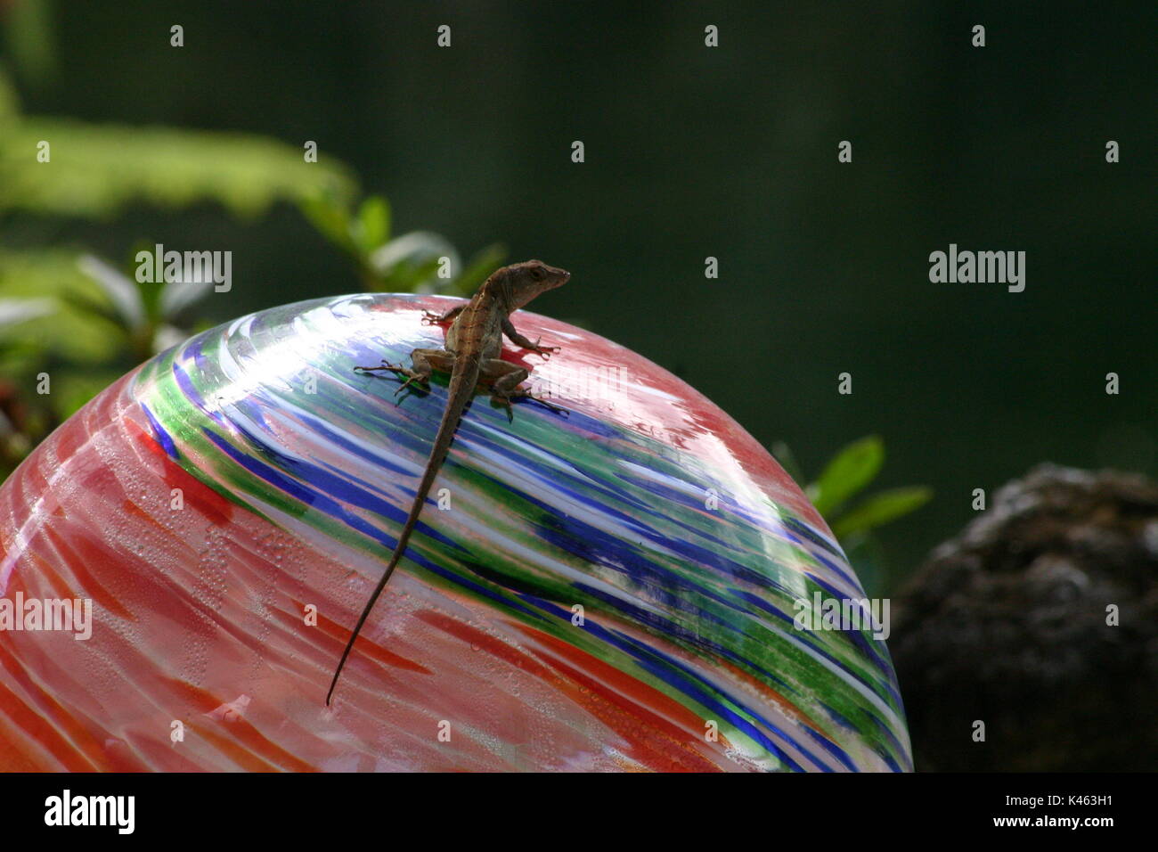 Kleine braune eidechse Fotos und Bildmaterial in hoher Auflösung Alamy