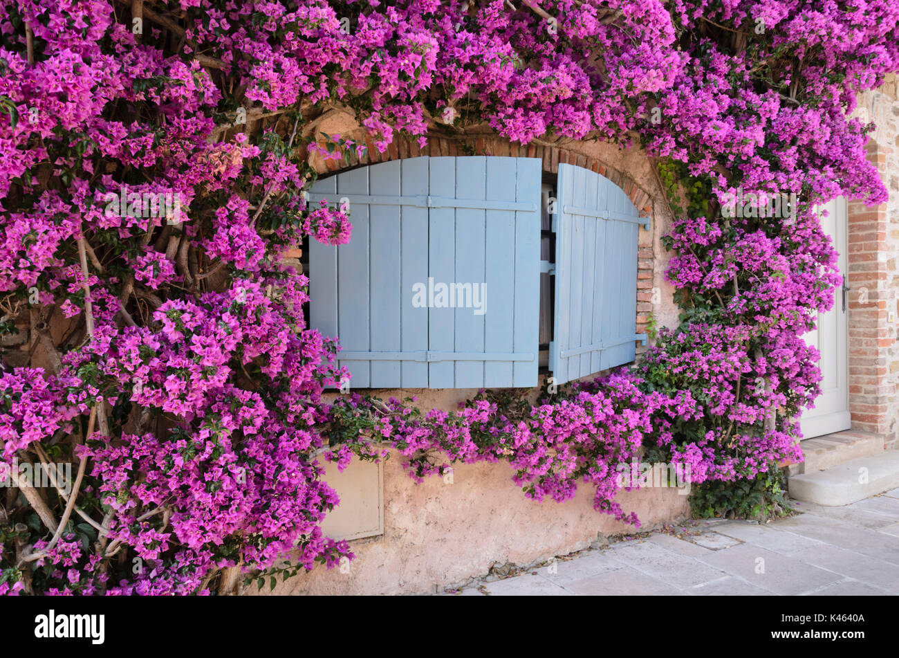 Bougainvillea in einem alten Stadthaus, Grimaud, Frankreich Stockfoto