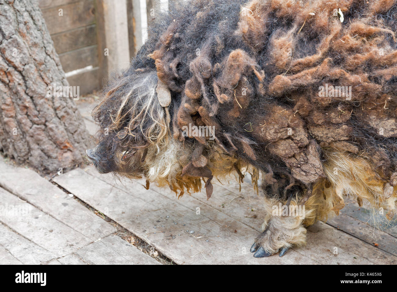 Schaf Schwein Mangalica Nahaufnahme. Die mangalica ist eine ungarische Hunderasse Hausschwein. Stockfoto