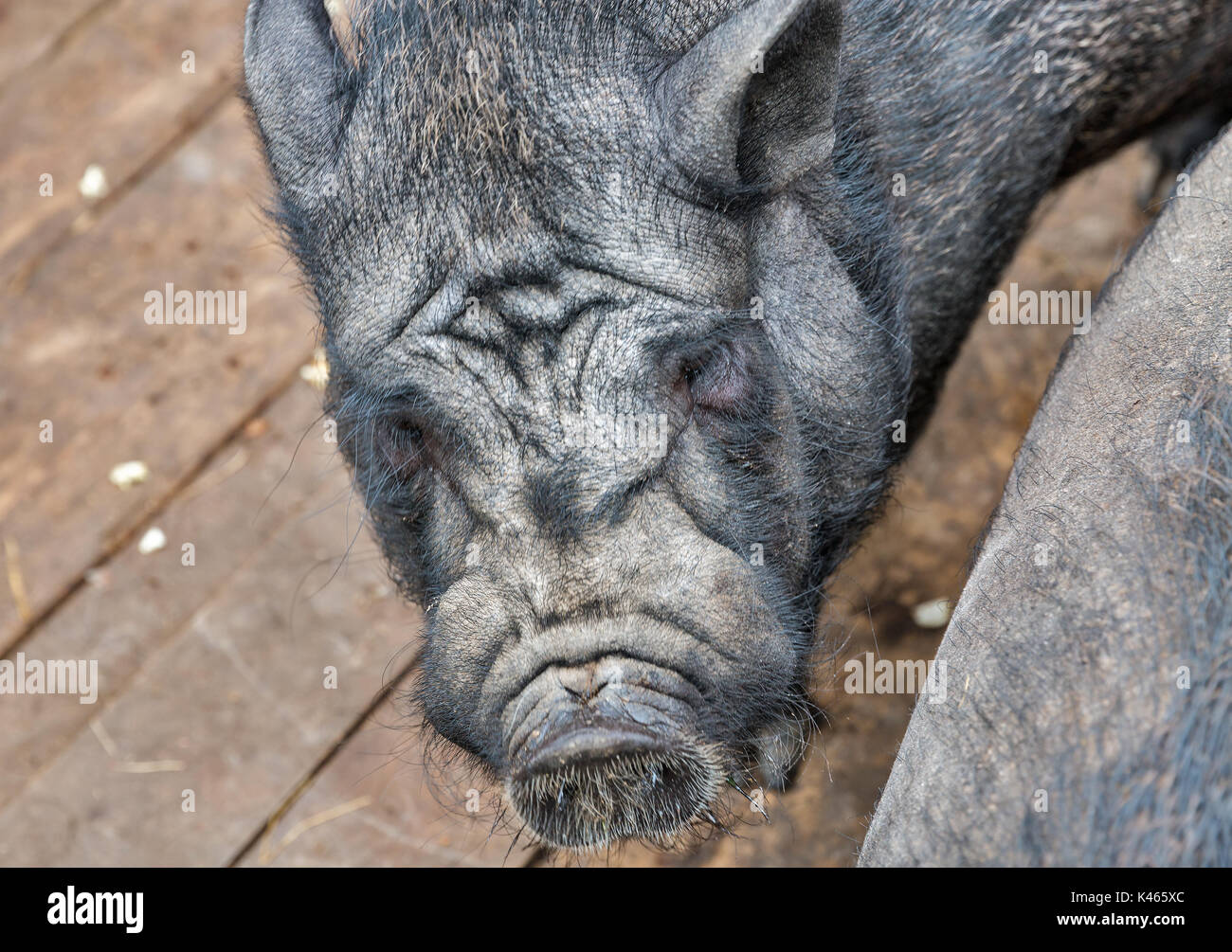 Schwarzen iberischen Schwein closeup Outdoor Stockfoto