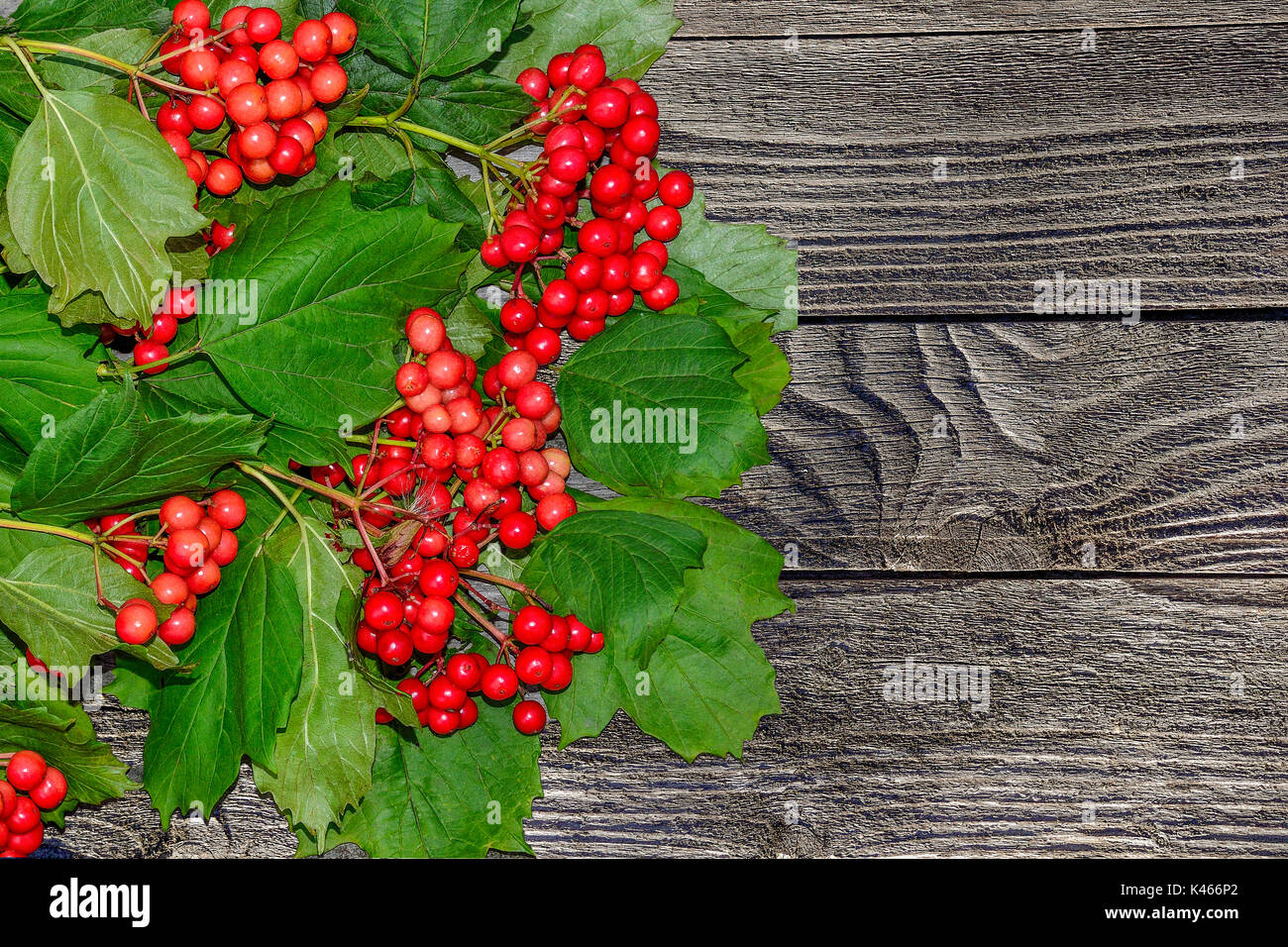 Strauß roter Viburnum mit grünen Blättern auf alten hölzernen Hintergrund. Vintage Herbst design Stockfoto