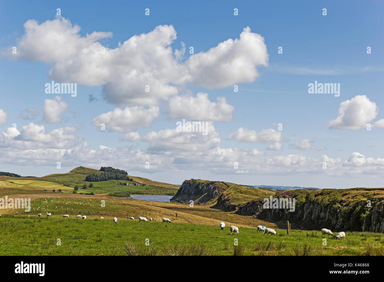 Schafe im Schatten des Römischen oder Hadrian's Wall zwischen Stahl Rigg und Crag Lough in der Landschaft von Northumberland. Stockfoto