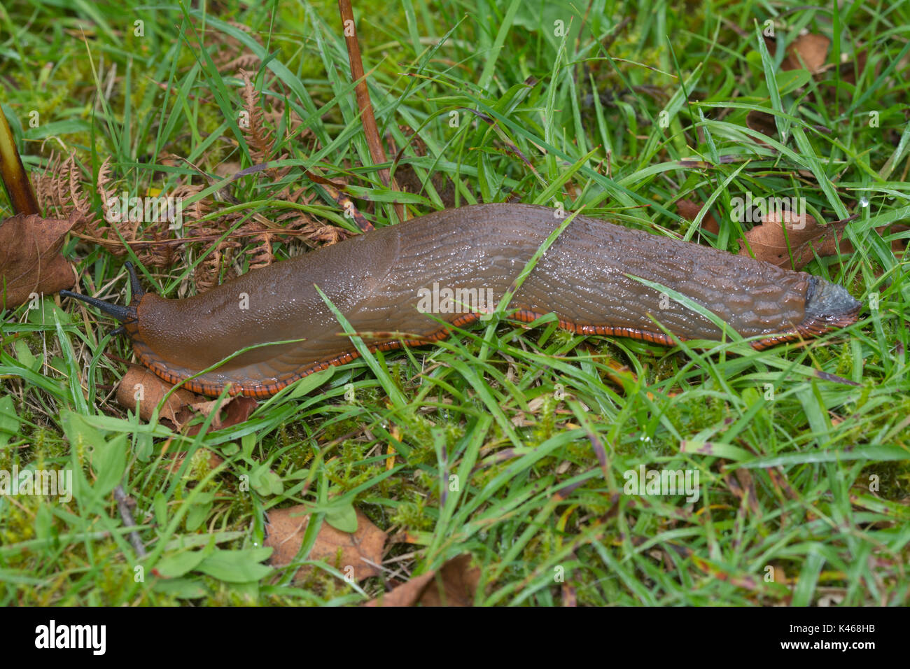 In der Nähe von großen braunen Slug mit orange Fuß - Fringe (Arion ater Rufus) Stockfoto
