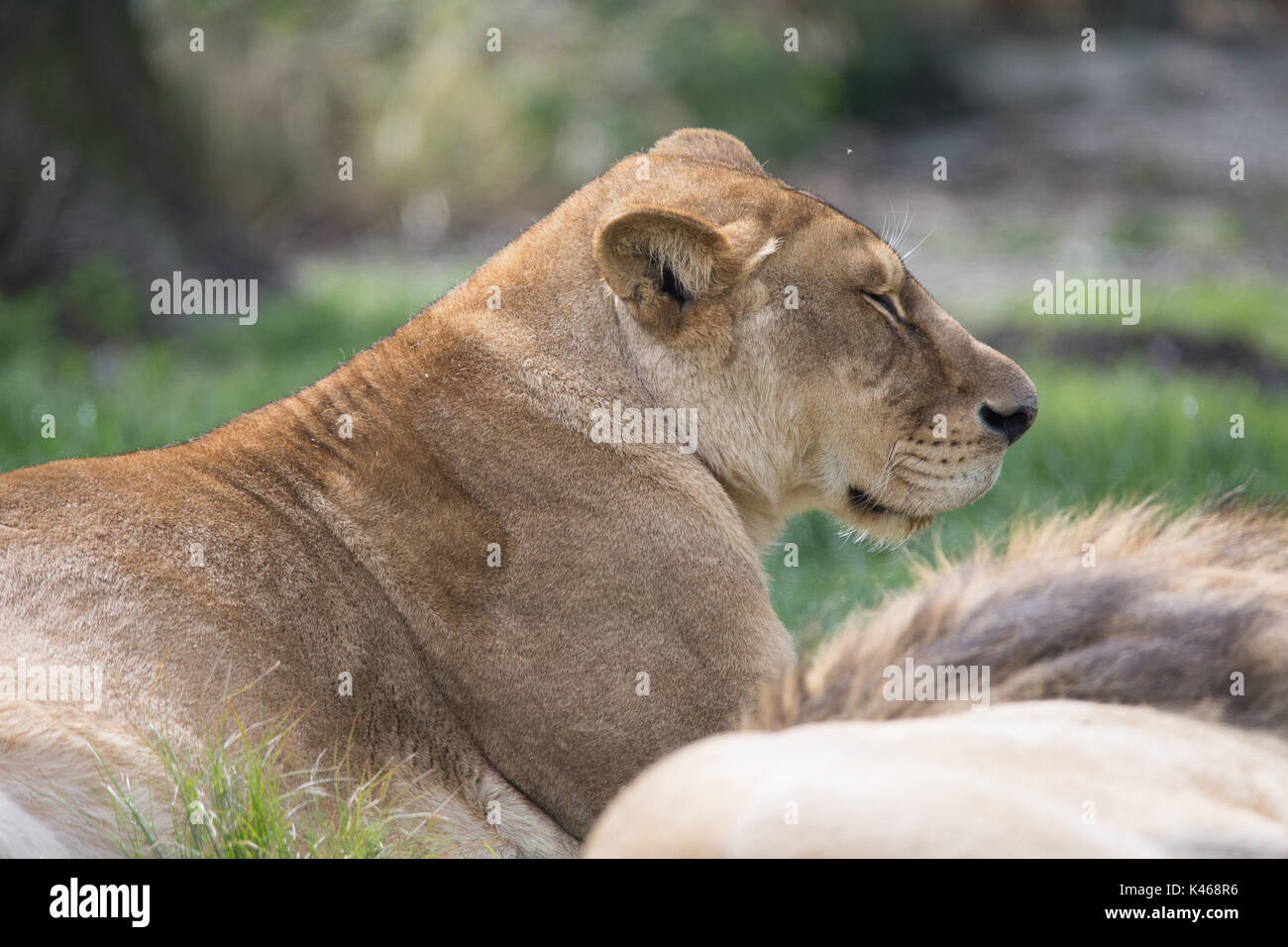 Fahren Sie durch Safari Park Varallo Pombia Novara Italien Lago Maggiore lago Piemonte Piemont Wildlife Zoo Parks Tiere wie Zebras, Büffel, Tiger Stockfoto