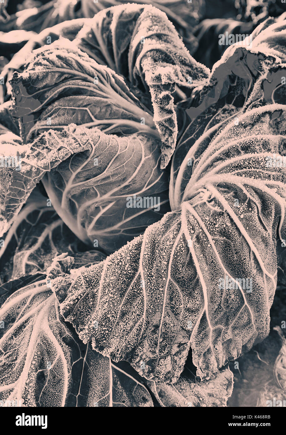 Gefrorenen Kohl in der Nähe im Winter. Stockfoto
