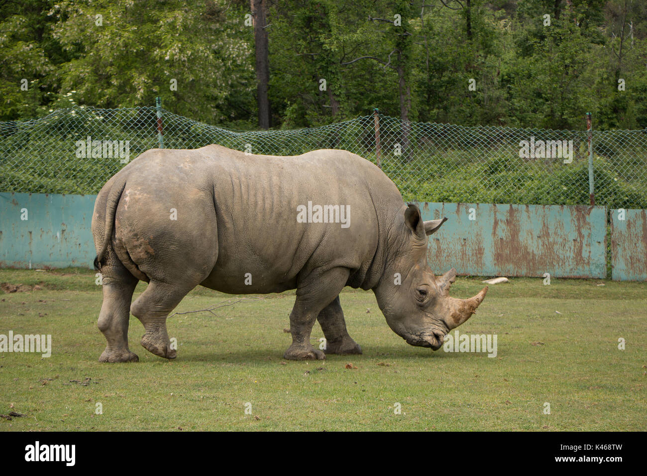 Fahren Sie durch Safari Park Varallo Pombia Novara Italien Lago Maggiore lago Piemonte Piemont Wildlife Zoo Parks Tiere wie Zebras, Büffel, Tiger Stockfoto