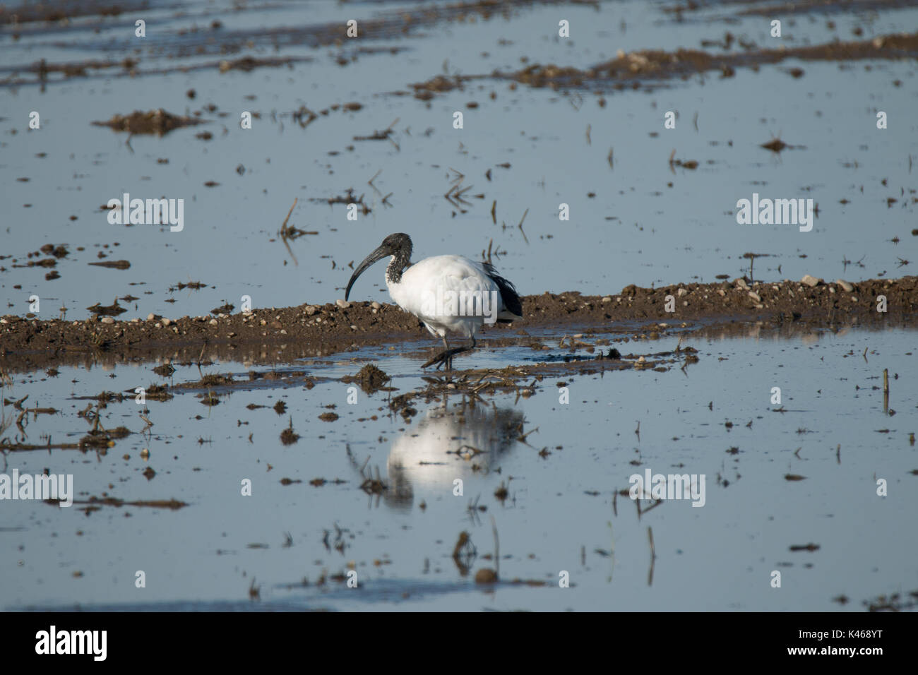 Eine schwarze Leitung Heron wildlife Vogel essen Fütterung im nassen Wasser Reisfelder um Vercelli in der Region Piemont Piemont, Italien Stockfoto