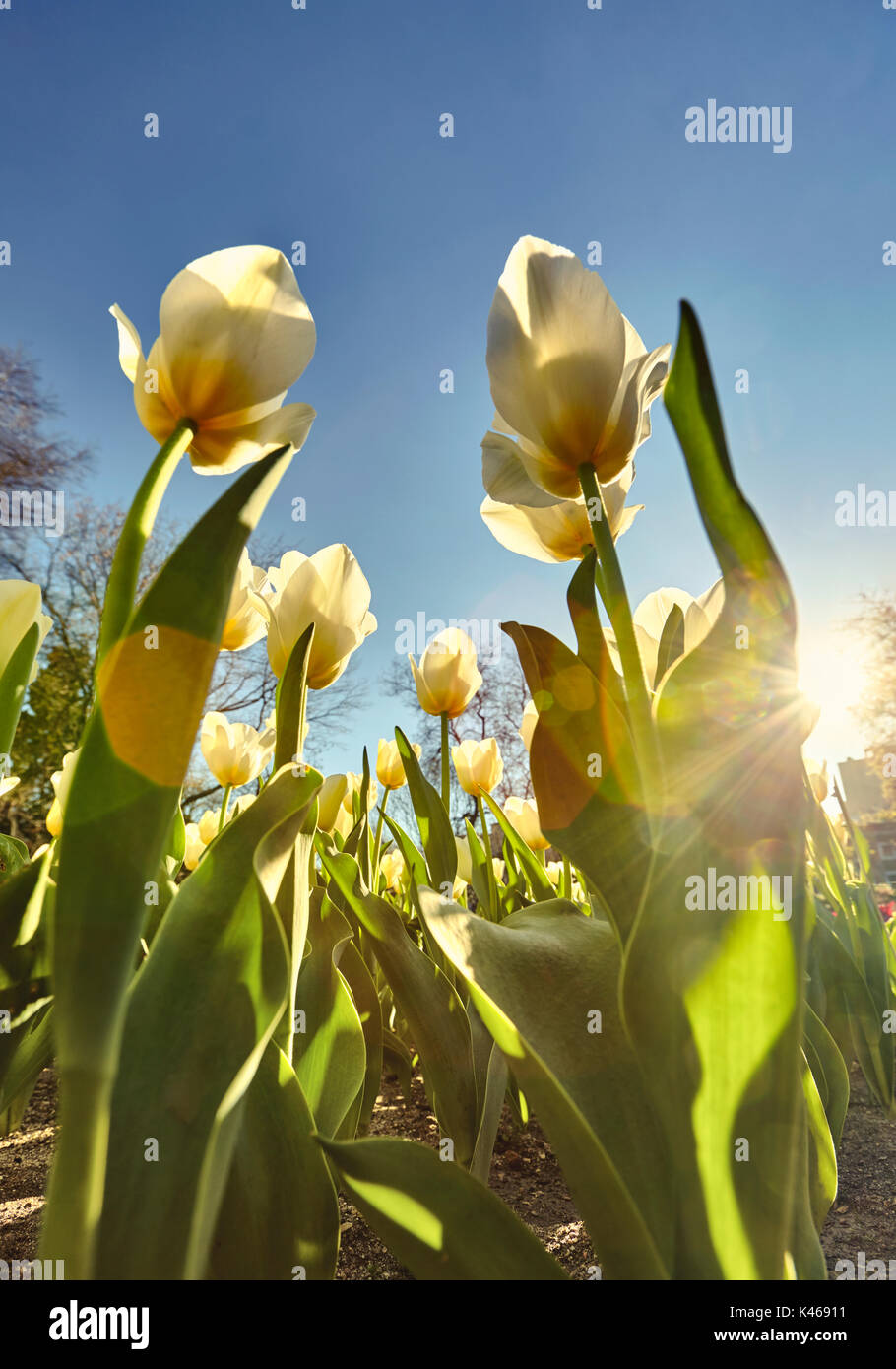 Tulpen im Königlichen Botanischen Garten. Madrid. Spanien. Stockfoto