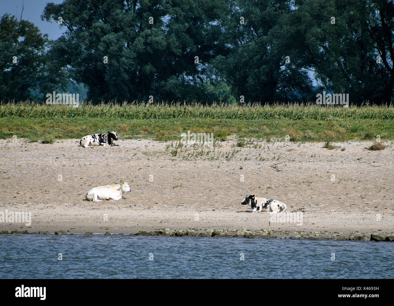 Niederländische Kühe Sonnen auf Sand von Rhein tn die Niederlande Stockfoto