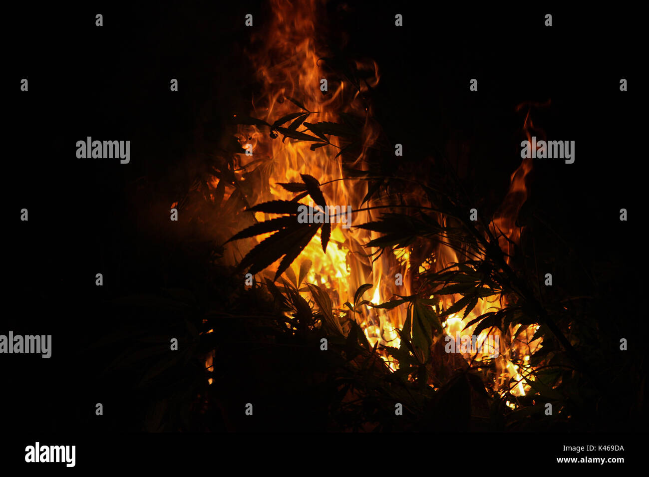 Arbeit De Soldados De El Ejercito Mexicano En La Sierra De Sonora Mexiko Durante La Guerra Contra Los Carteles De La Droga Militarische Entwurzelt Und Verbrannt 16 Tonnen Cannabis In Der Rancho alamy