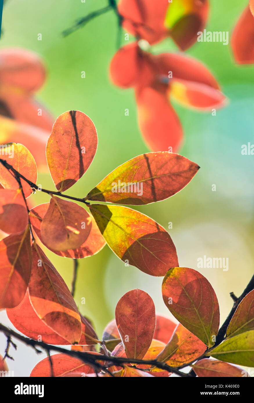 Lagerstroemia indica in autumn at The Royal Botanical Garden. Madrid. Community of Madrid. Spain Stockfoto